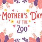 Albuquerque’s BioPark Orchestrates a Mother’s Day Gambit: Beyond Hippos, Towards Urban Policy Albuquerque’s BioPark Orchestrates a Mother’s Day Gambit: Beyond Hippos, Towards Urban Policy