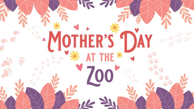 Albuquerque’s BioPark Orchestrates a Mother’s Day Gambit: Beyond Hippos, Towards Urban Policy Albuquerque’s BioPark Orchestrates a Mother’s Day Gambit: Beyond Hippos, Towards Urban Policy