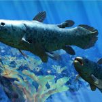 Deep-Sea Discovery: Scientists Moved by Rare ‘Abyssal Lumina’ Fish Find Deep-Sea Discovery: Scientists Moved by Rare ‘Abyssal Lumina’ Fish Find