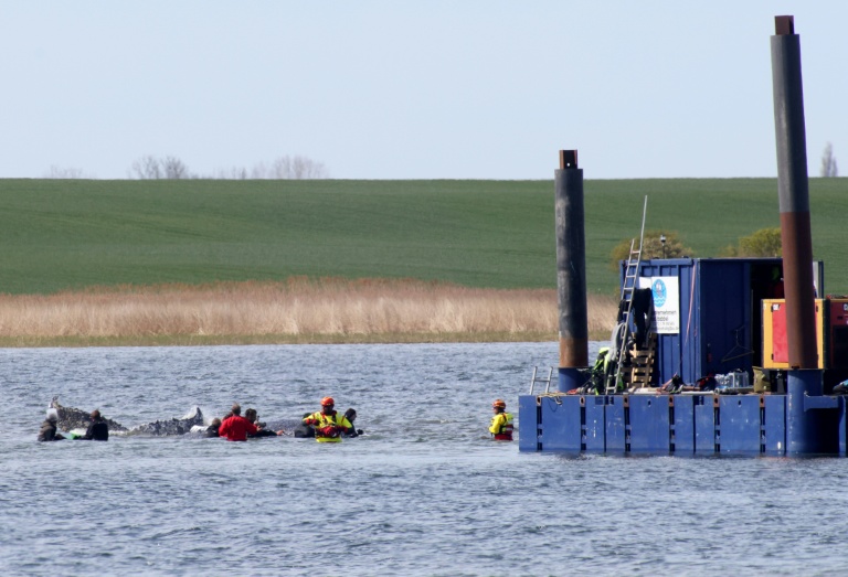 Berlin’s Aquatic Compassion: A Whale of a Rescue Navigates Europe’s Fiscal Straits Berlin’s Aquatic Compassion: A Whale of a Rescue Navigates Europe’s Fiscal Straits