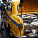 West Bengal Election: Fish Takes Center Stage as Political Flashpoint in India West Bengal Election: Fish Takes Center Stage as Political Flashpoint in India