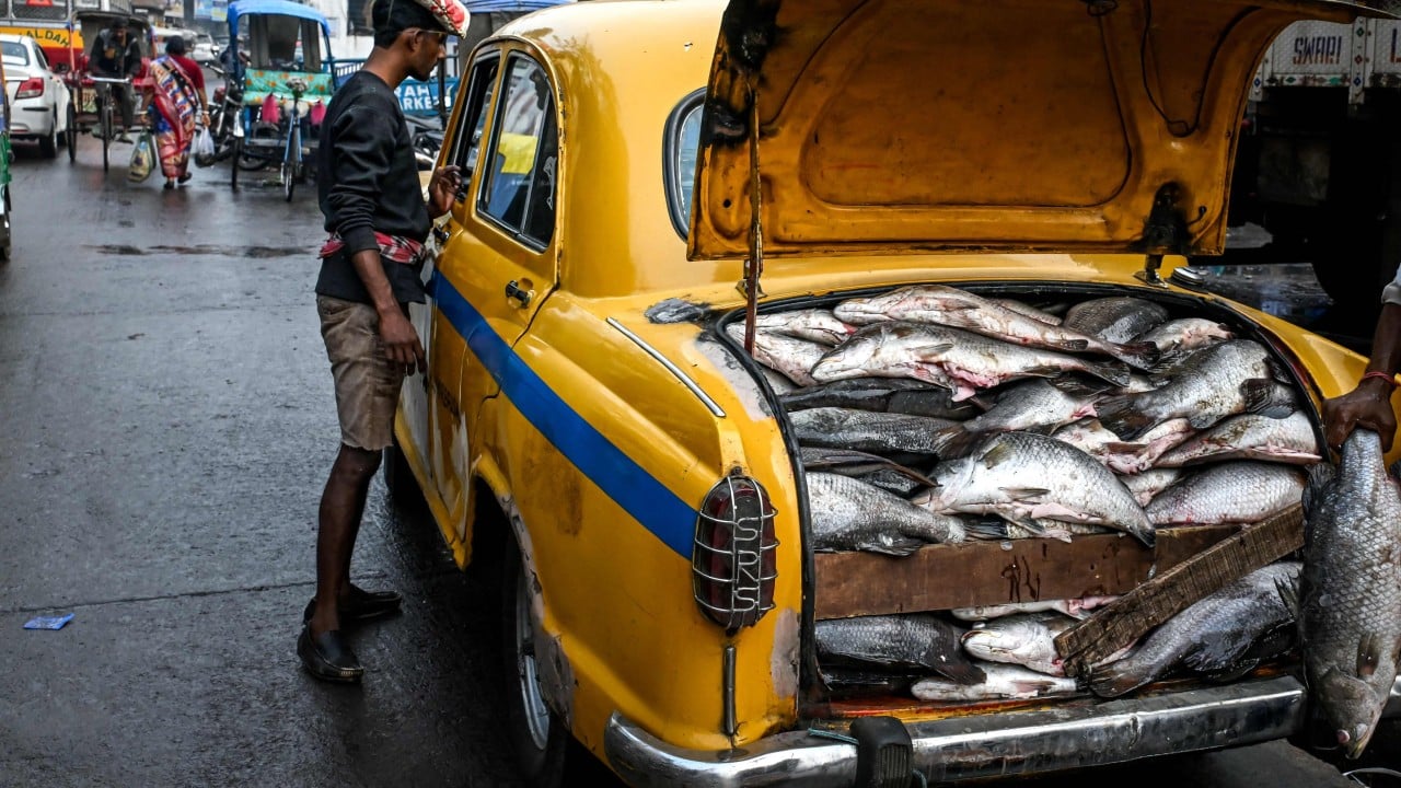 West Bengal Election: Fish Takes Center Stage as Political Flashpoint in India West Bengal Election: Fish Takes Center Stage as Political Flashpoint in India