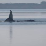 Germany Revises Urgent Rescue Plan for Stranded Fin Whale in North Sea