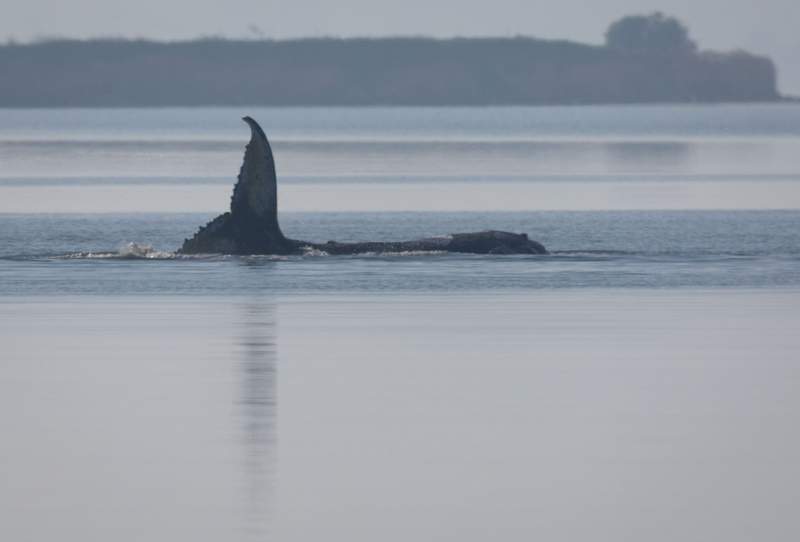 Germany Revises Urgent Rescue Plan for Stranded Fin Whale in North Sea