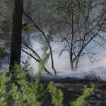 Albuquerque Fire Rescue Contains One-Acre Bosque Fire in South Valley Albuquerque Fire Rescue Contains One-Acre Bosque Fire in South Valley