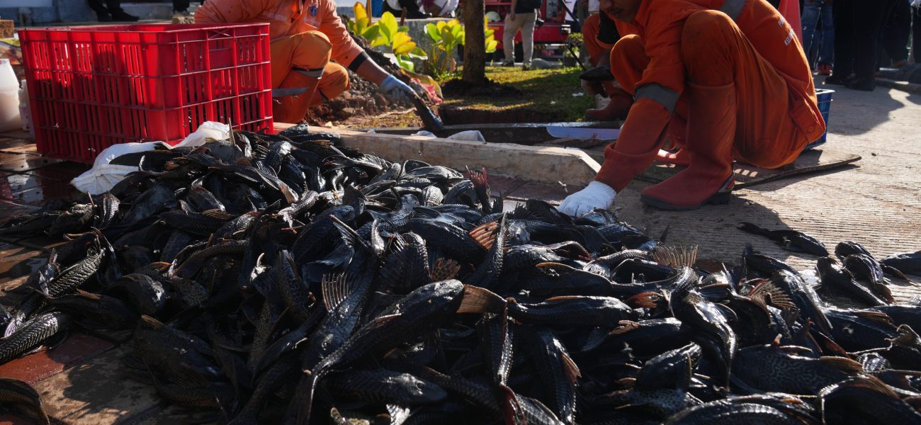 Jakarta’s Subaqueous Scourge: Invasive ‘Janitor Fish’ Expose Capital’s Fraught Environmental Battle