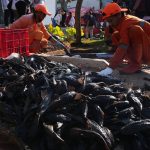 Jakarta’s Subaqueous Scourge: Invasive ‘Janitor Fish’ Expose Capital’s Fraught Environmental Battle Jakarta’s Subaqueous Scourge: Invasive ‘Janitor Fish’ Expose Capital’s Fraught Environmental Battle