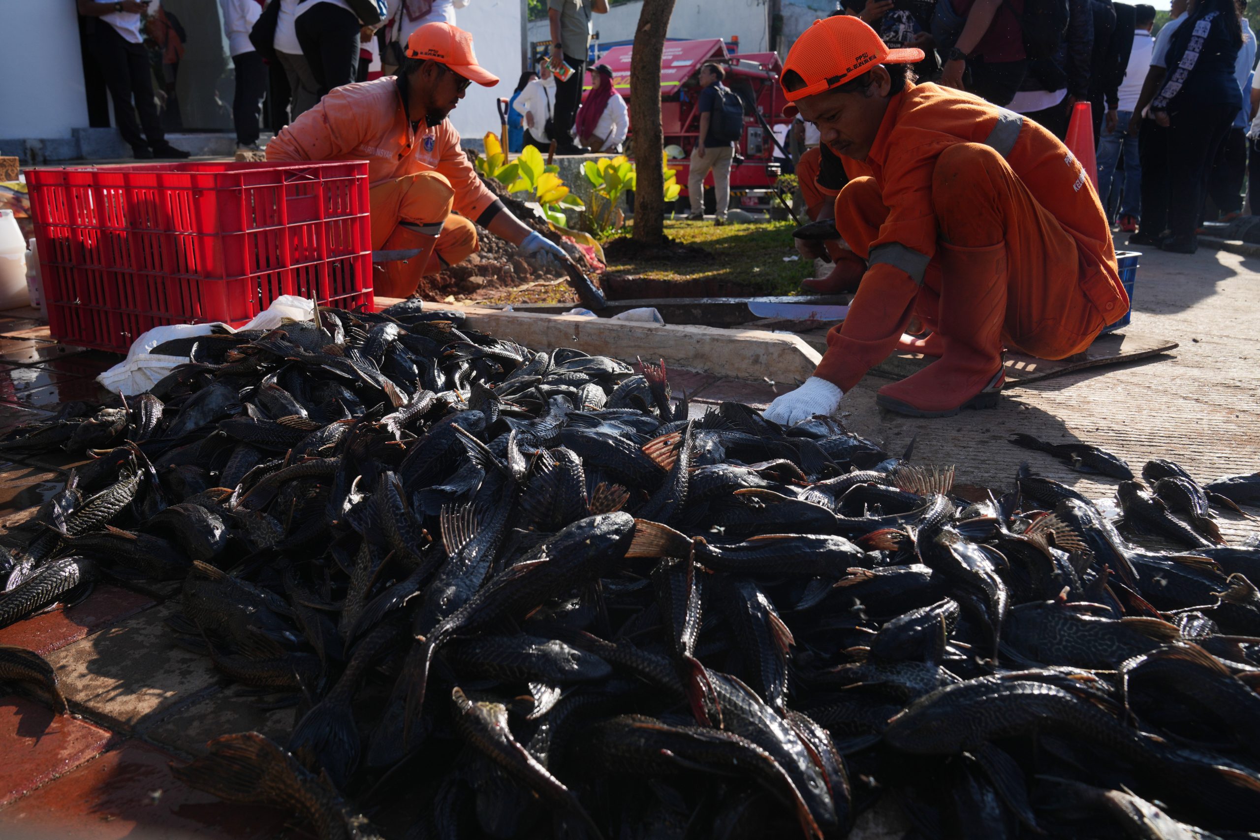 Jakarta’s Subaqueous Scourge: Invasive ‘Janitor Fish’ Expose Capital’s Fraught Environmental Battle Jakarta’s Subaqueous Scourge: Invasive ‘Janitor Fish’ Expose Capital’s Fraught Environmental Battle