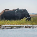 National Geographic & De Beers Partner for Okavango Delta Water Conservation: Science, Community & Indigenous Wisdom National Geographic & De Beers Partner for Okavango Delta Water Conservation: Science, Community & Indigenous Wisdom