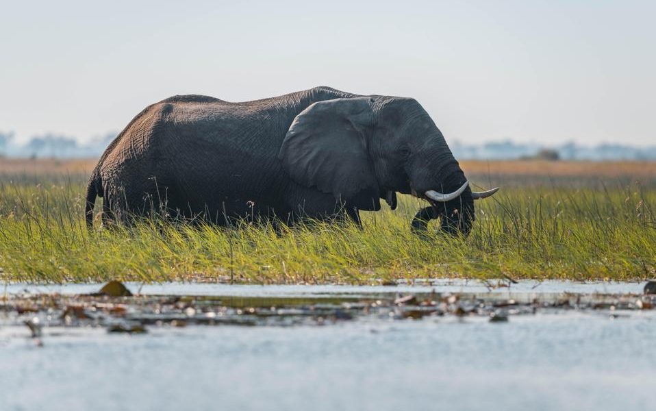 National Geographic & De Beers Partner for Okavango Delta Water Conservation: Science, Community & Indigenous Wisdom National Geographic & De Beers Partner for Okavango Delta Water Conservation: Science, Community & Indigenous Wisdom