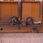 When Propaganda Bites: Gaza Officials Allege Israeli ‘Attack Rats’ in Latest Information War Salvo When Propaganda Bites: Gaza Officials Allege Israeli ‘Attack Rats’ in Latest Information War Salvo