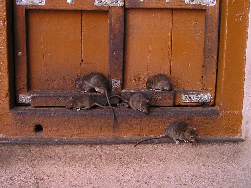 When Propaganda Bites: Gaza Officials Allege Israeli ‘Attack Rats’ in Latest Information War Salvo When Propaganda Bites: Gaza Officials Allege Israeli ‘Attack Rats’ in Latest Information War Salvo