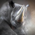 Prehistoric Rhino Species Unearthed in Canadian Arctic Permafrost Prehistoric Rhino Species Unearthed in Canadian Arctic Permafrost