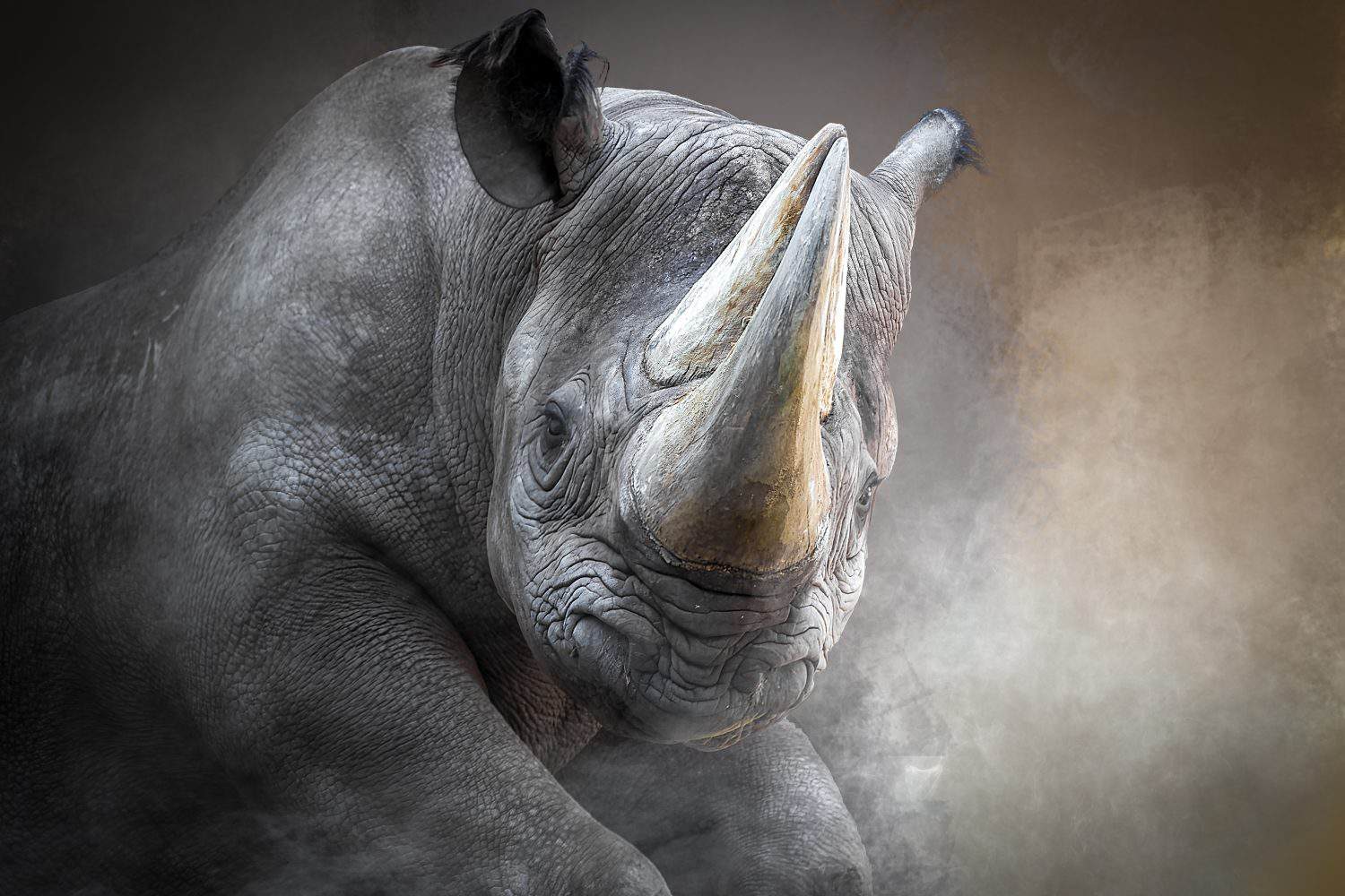 Prehistoric Rhino Species Unearthed in Canadian Arctic Permafrost Prehistoric Rhino Species Unearthed in Canadian Arctic Permafrost