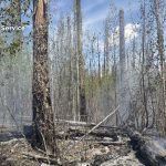 Ghost of ’12: Hummingbird Fire Rekindles Old Scars in Gila Wilderness Ghost of ’12: Hummingbird Fire Rekindles Old Scars in Gila Wilderness