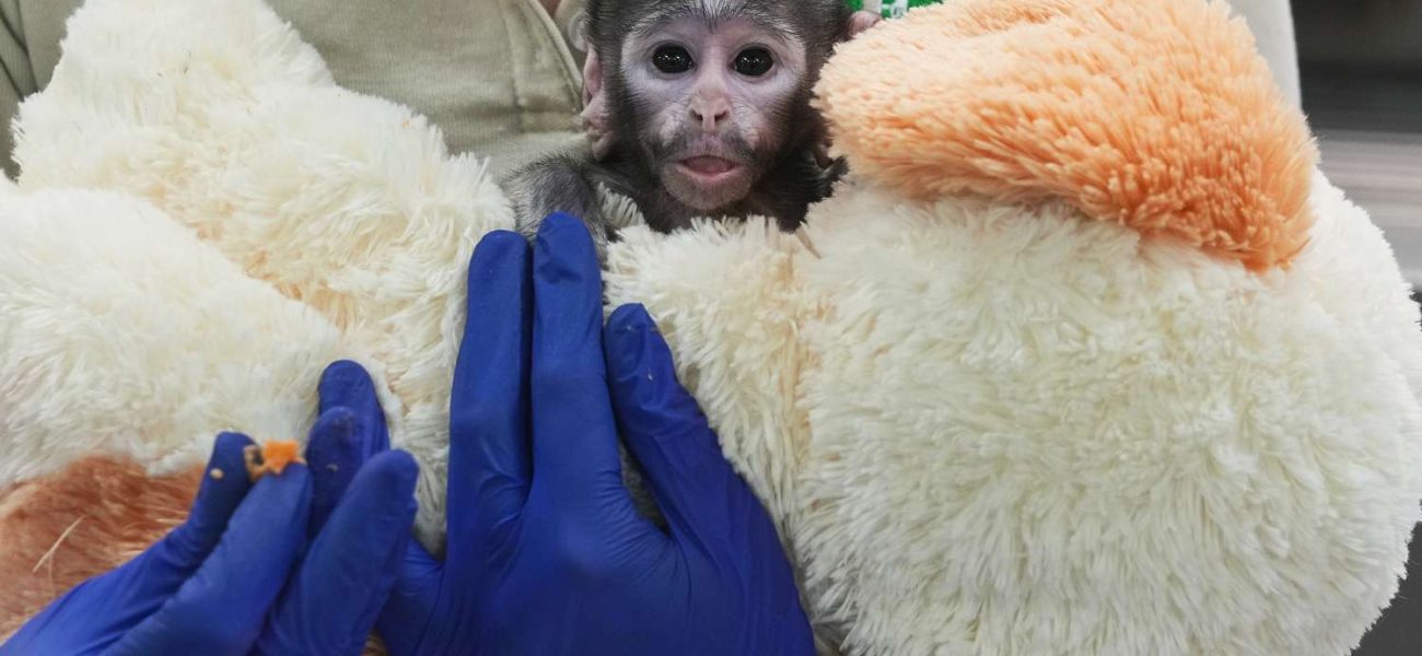 Orphaned Baby Monkey Finds Solace in Stuffed Dog, Echoing Viral Plush Toy Sensation Orphaned Baby Monkey Finds Solace in Stuffed Dog, Echoing Viral Plush Toy Sensation