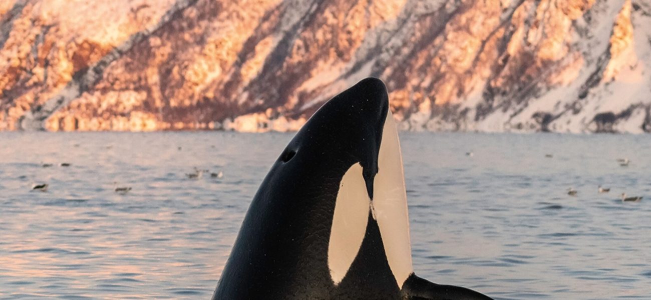 Swimming with Wild Orcas: A Calming and Transformative Marine Encounter Swimming with Wild Orcas: A Calming and Transformative Marine Encounter
