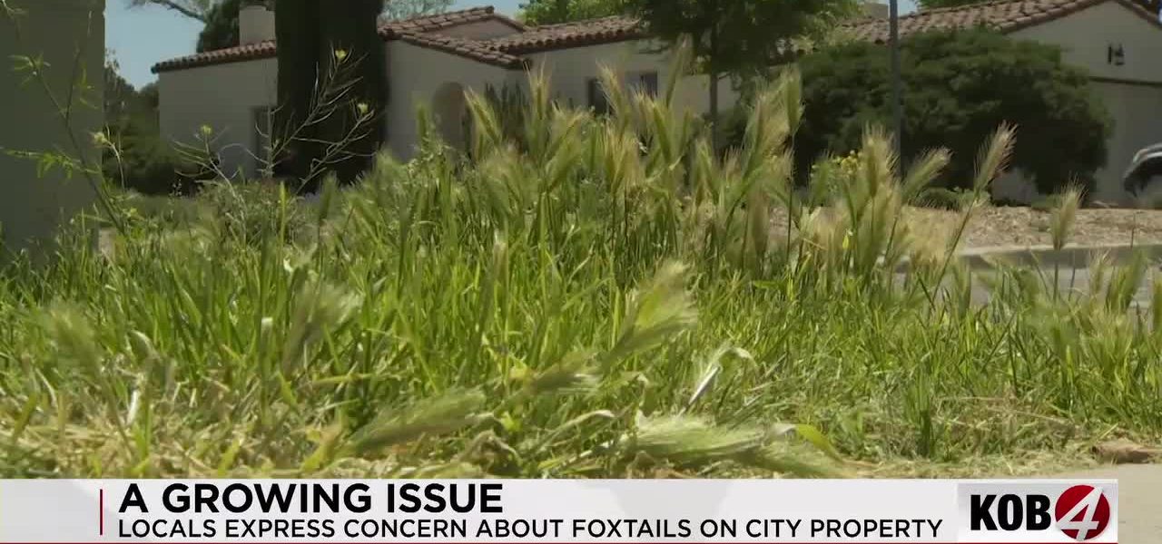 Albuquerque’s Thorny Predicament: A City Grapples with a Pet-Killing Weed and Bureaucratic Inertia Albuquerque’s Thorny Predicament: A City Grapples with a Pet-Killing Weed and Bureaucratic Inertia