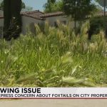 Albuquerque’s Thorny Predicament: A City Grapples with a Pet-Killing Weed and Bureaucratic Inertia Albuquerque’s Thorny Predicament: A City Grapples with a Pet-Killing Weed and Bureaucratic Inertia
