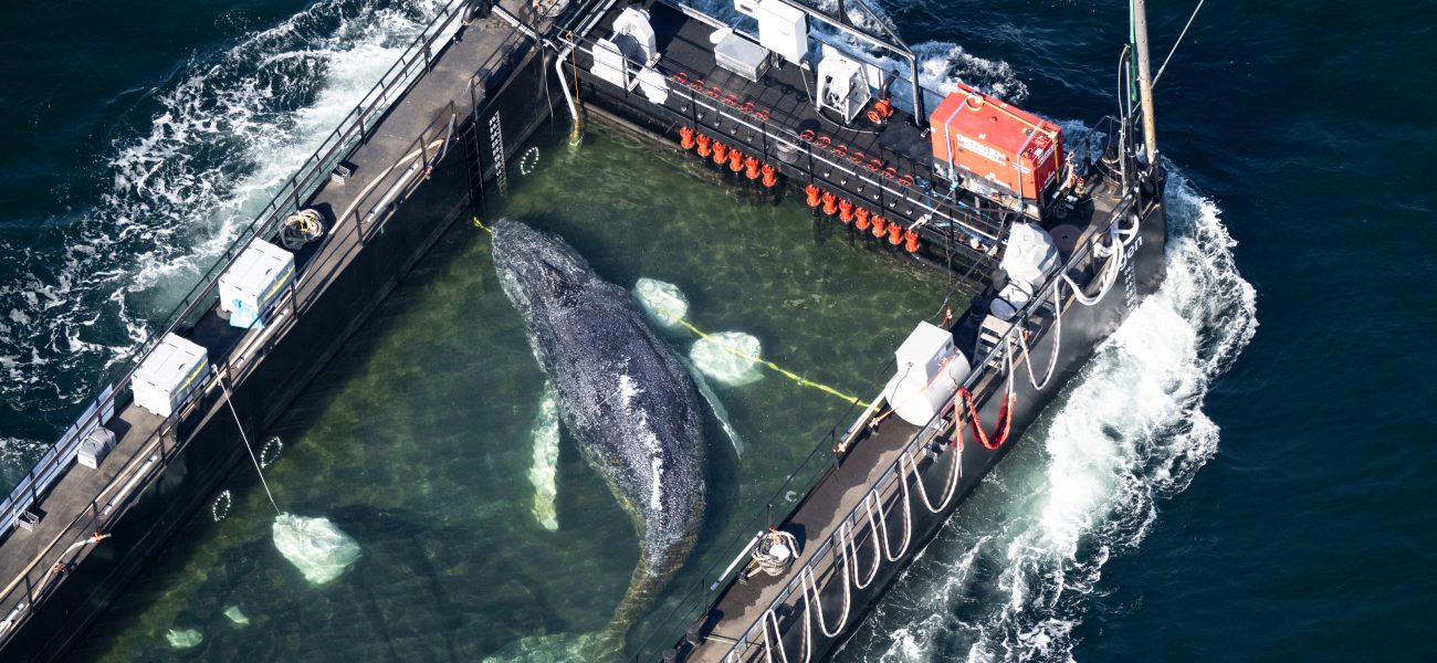 The Price of Providence: Timmy the Whale’s North Sea Odyssey and the Uneasy Calculus of Conservation The Price of Providence: Timmy the Whale’s North Sea Odyssey and the Uneasy Calculus of Conservation