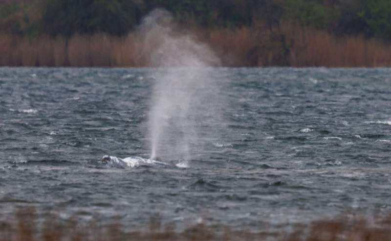 Timmy the Whale: Cautious Optimism in Germany Following Intensive Rescue Efforts Timmy the Whale: Cautious Optimism in Germany Following Intensive Rescue Efforts