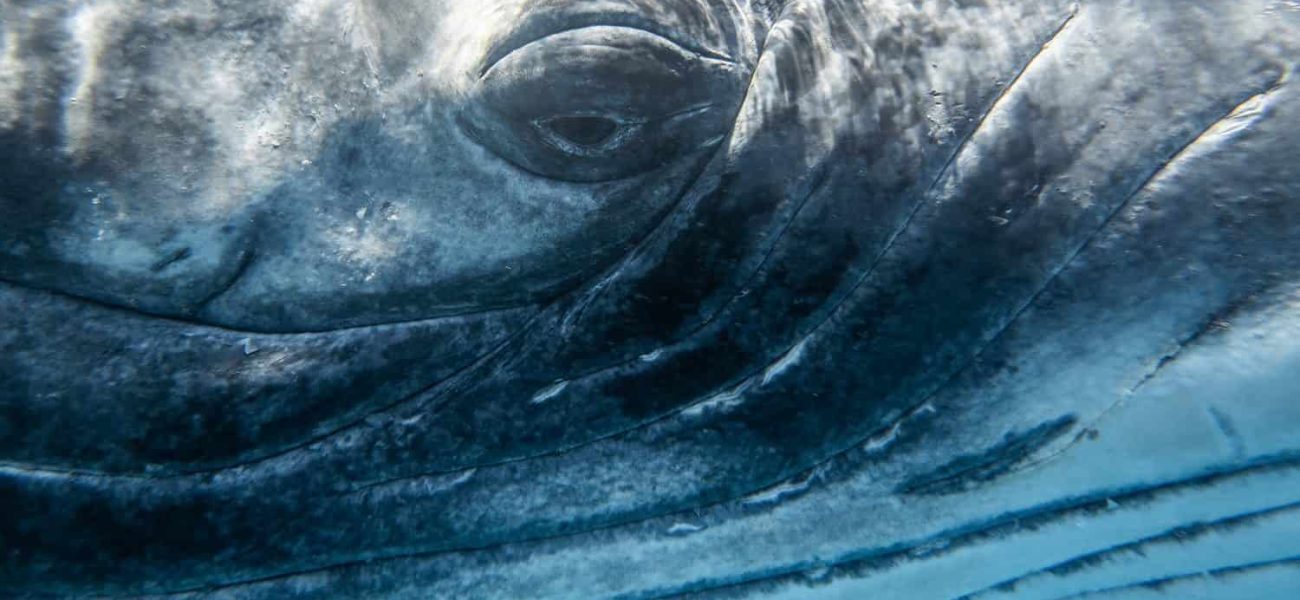 Advanced Inflatable Cushions: A Lifeline for Stranded Whales in Urgent Rescue Missions Advanced Inflatable Cushions: A Lifeline for Stranded Whales in Urgent Rescue Missions