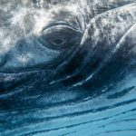 Urgent Whale Rescue: Innovative Inflatable Cushions Deployed to Save Stranded ‘Timmy’ Urgent Whale Rescue: Innovative Inflatable Cushions Deployed to Save Stranded ‘Timmy’