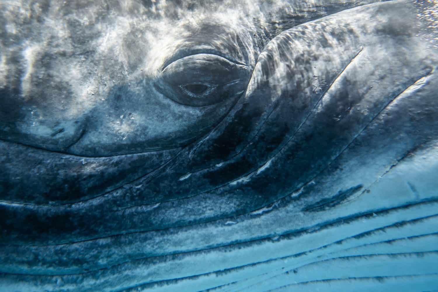 Urgent Whale Rescue: Innovative Inflatable Cushions Deployed to Save Stranded ‘Timmy’