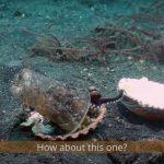 From Viral Octopus to Policy Vortex: A Microcosm of Humanity’s Macro-Pollution Crisis From Viral Octopus to Policy Vortex: A Microcosm of Humanity’s Macro-Pollution Crisis