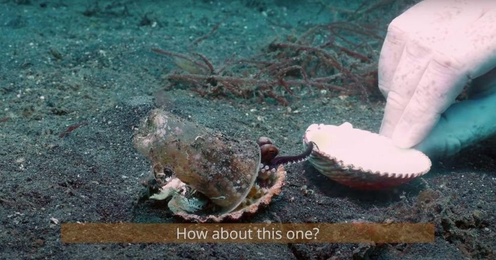 From Viral Octopus to Policy Vortex: A Microcosm of Humanity’s Macro-Pollution Crisis From Viral Octopus to Policy Vortex: A Microcosm of Humanity’s Macro-Pollution Crisis