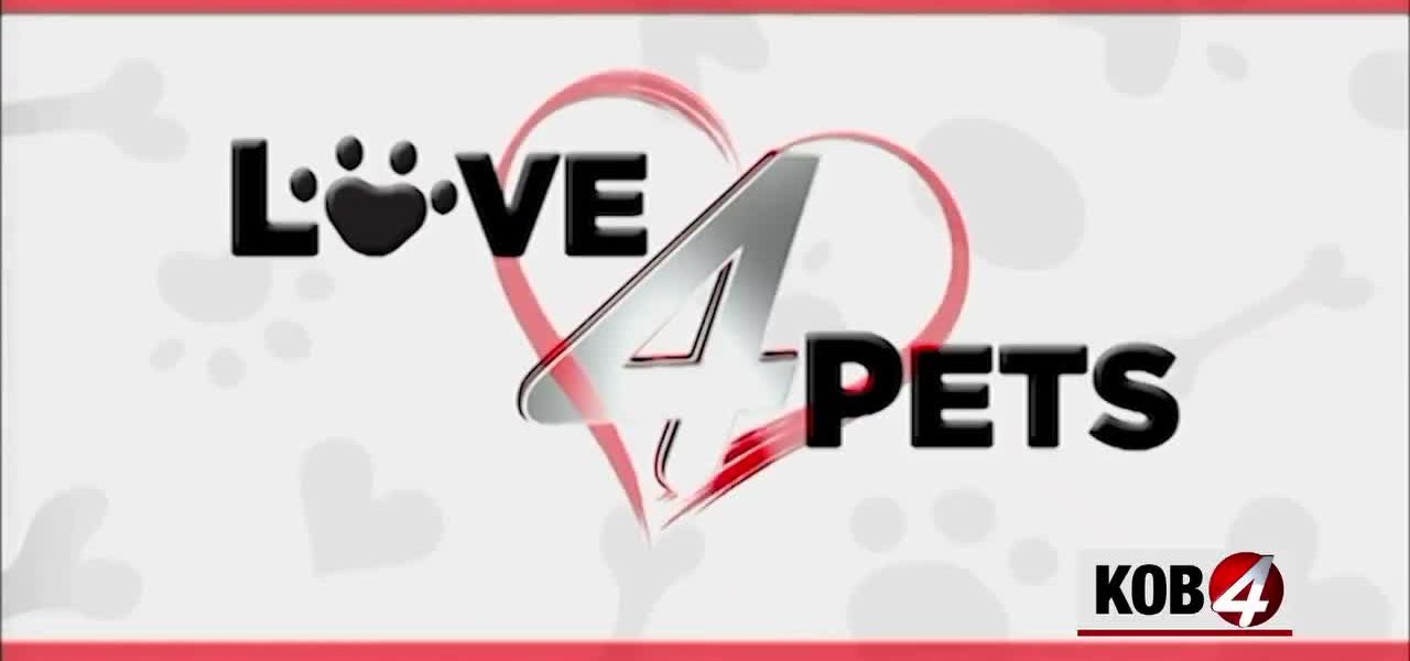 Albuquerque Animal Shelters Highlight Resilient Dogs Woody, Zwei, and Kenai for Adoption Albuquerque Animal Shelters Highlight Resilient Dogs Woody, Zwei, and Kenai for Adoption