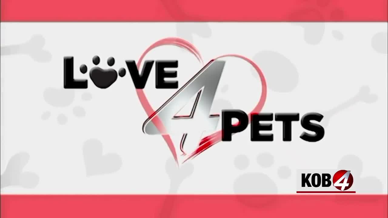 Albuquerque Animal Shelters Highlight Resilient Dogs Woody, Zwei, and Kenai for Adoption