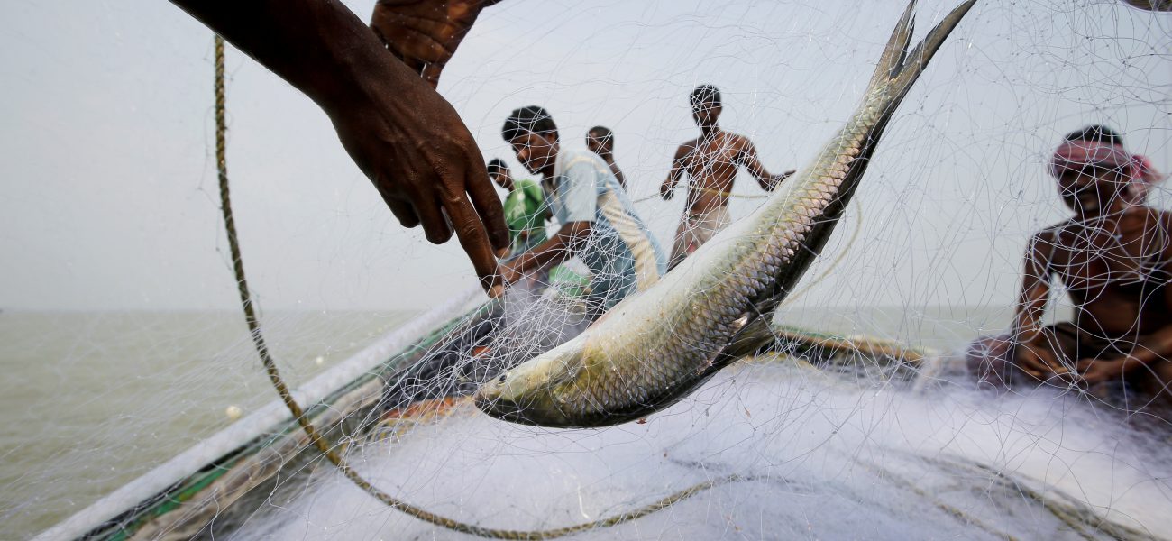 Fish Factor: How Seafood Culture Influences West Bengal Elections and Voter Sentiment Fish Factor: How Seafood Culture Influences West Bengal Elections and Voter Sentiment