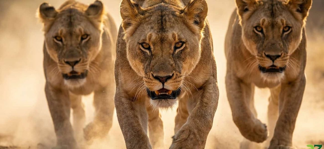 Masai Mara’s Savage Court: Nomad King’s Audacious Gambit Ends in Blood