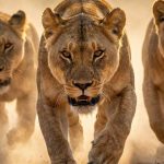 Masai Mara’s Savage Court: Nomad King’s Audacious Gambit Ends in Blood Masai Mara’s Savage Court: Nomad King’s Audacious Gambit Ends in Blood