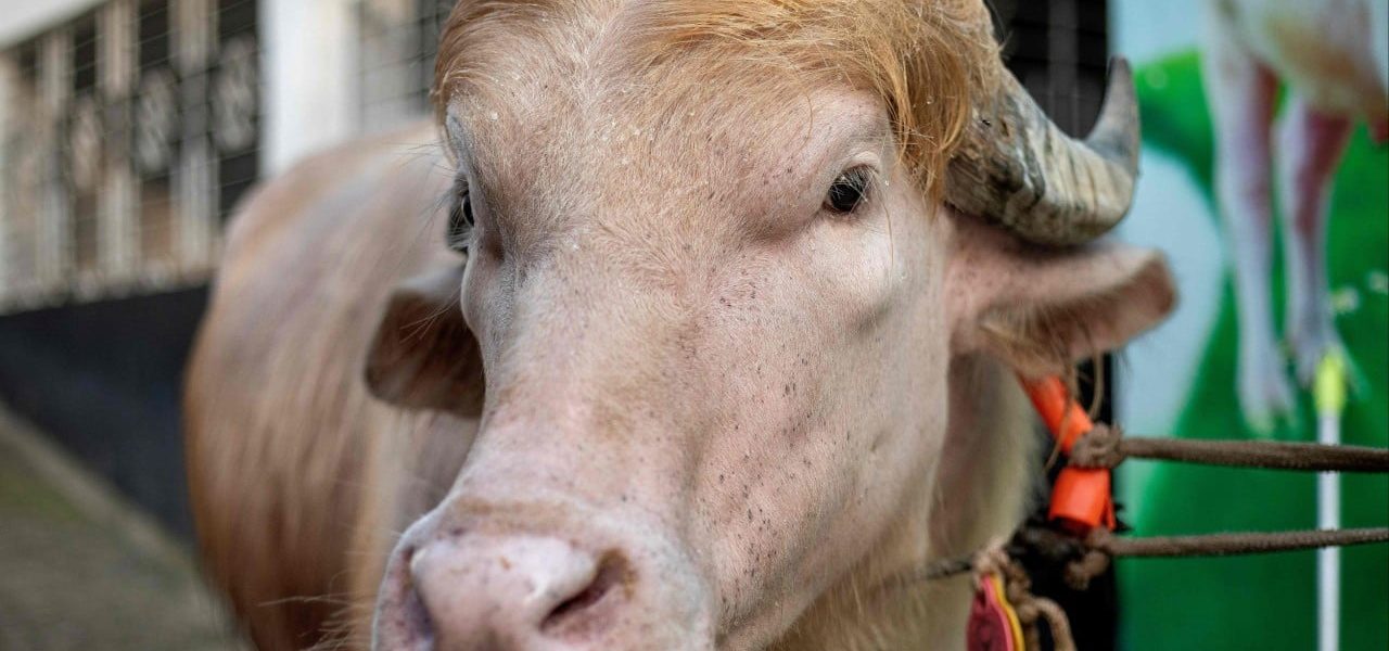 A Bullish Resemblance: When Eid Meat Becomes a Global Political Gag A Bullish Resemblance: When Eid Meat Becomes a Global Political Gag