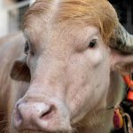 A Bullish Resemblance: When Eid Meat Becomes a Global Political Gag A Bullish Resemblance: When Eid Meat Becomes a Global Political Gag