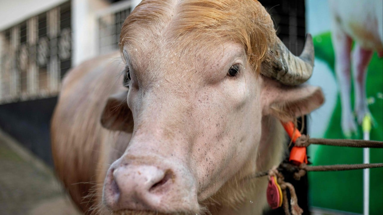A Bullish Resemblance: When Eid Meat Becomes a Global Political Gag A Bullish Resemblance: When Eid Meat Becomes a Global Political Gag