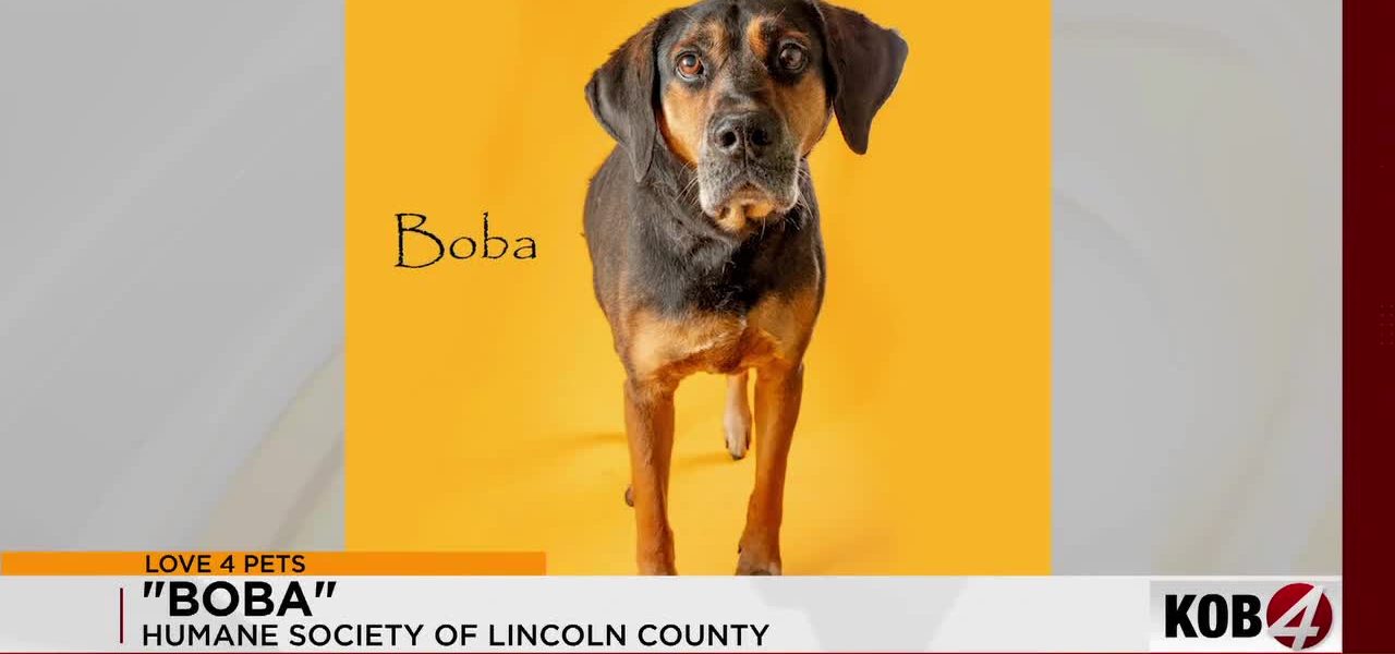 The Grey Muzzle Paradox: Lincoln County’s Silent Plea Reflects Broader Societal Strain The Grey Muzzle Paradox: Lincoln County’s Silent Plea Reflects Broader Societal Strain