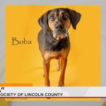 The Price of Pooches: What an Aging Dog in Lincoln County Reveals About Our Priorities The Price of Pooches: What an Aging Dog in Lincoln County Reveals About Our Priorities