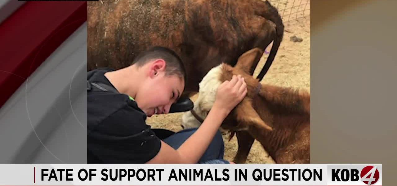 Paperwork Pandemic: New Mexico’s Livestock Labyrinth Ensnares Family Pets Paperwork Pandemic: New Mexico’s Livestock Labyrinth Ensnares Family Pets