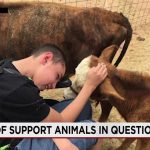 Paperwork Pandemic: New Mexico’s Livestock Labyrinth Ensnares Family Pets