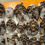 Bangkok’s Shadowy Nexus: How a Digital ‘Cuteness’ Craze Fuels a Transnational Wildlife Plunder Bangkok’s Shadowy Nexus: How a Digital ‘Cuteness’ Craze Fuels a Transnational Wildlife Plunder