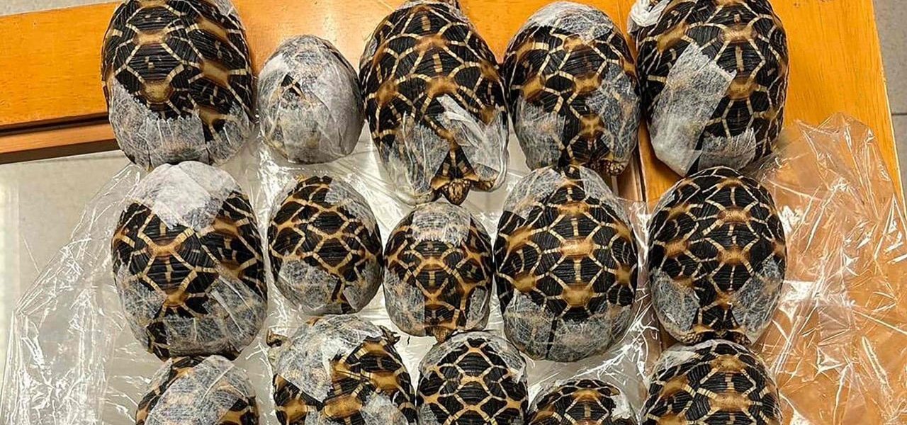 Digital Craze, Zoological Calamity: Thailand’s Airport Becomes Epicenter for South Asia’s Illicit Exotic Pet Trade
