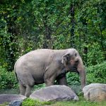 Happy’s Demise: Echoes of Sentience and a Shifting Global Compassion Happy’s Demise: Echoes of Sentience and a Shifting Global Compassion