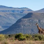 Karoo’s Comeback: South Africa’s Rewilding Bet on Climate Resilience and Economic Justice Karoo’s Comeback: South Africa’s Rewilding Bet on Climate Resilience and Economic Justice