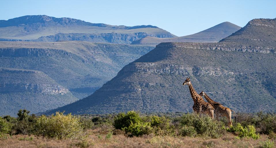 Karoo’s Comeback: South Africa’s Rewilding Bet on Climate Resilience and Economic Justice Karoo’s Comeback: South Africa’s Rewilding Bet on Climate Resilience and Economic Justice
