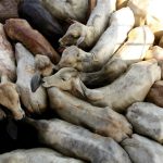China’s Tariff Saber Rattles Brazil’s Beef Empire, Shifting Global Protein Dynamics China’s Tariff Saber Rattles Brazil’s Beef Empire, Shifting Global Protein Dynamics