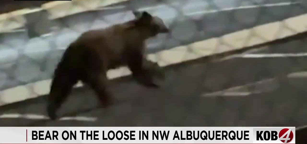 Shadow Games: An Urban Bear Hunt Unmasks Albuquerque’s Peculiar Priorities
