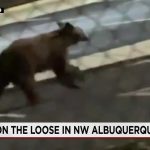 Shadow Games: An Urban Bear Hunt Unmasks Albuquerque’s Peculiar Priorities Shadow Games: An Urban Bear Hunt Unmasks Albuquerque’s Peculiar Priorities